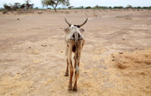 An emaciated cow walks through a dry field in Ethiopia's famine